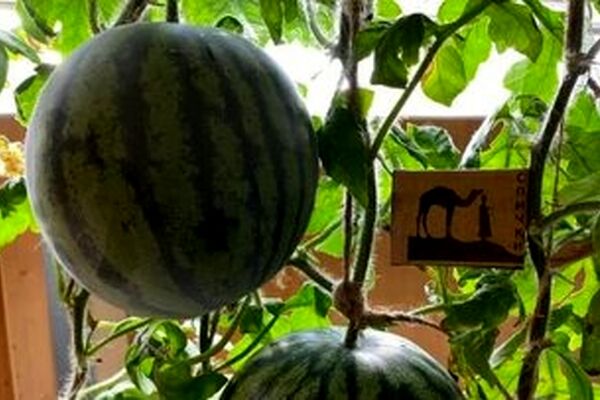 پرورش هندوانه در قطب جنوب! / عکس
