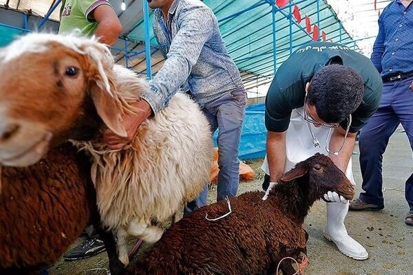 قیمت واقعی گوشت قرمز مشخص نیست