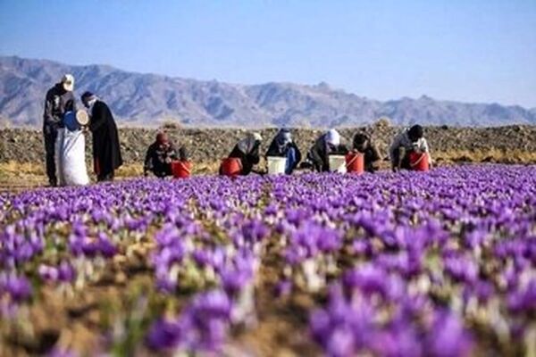 صادرات زعفران کاهش یافت/ قبلا زعفران ایران به نام اسپانیا صادر می‌شد حالا به نام افغانستان
