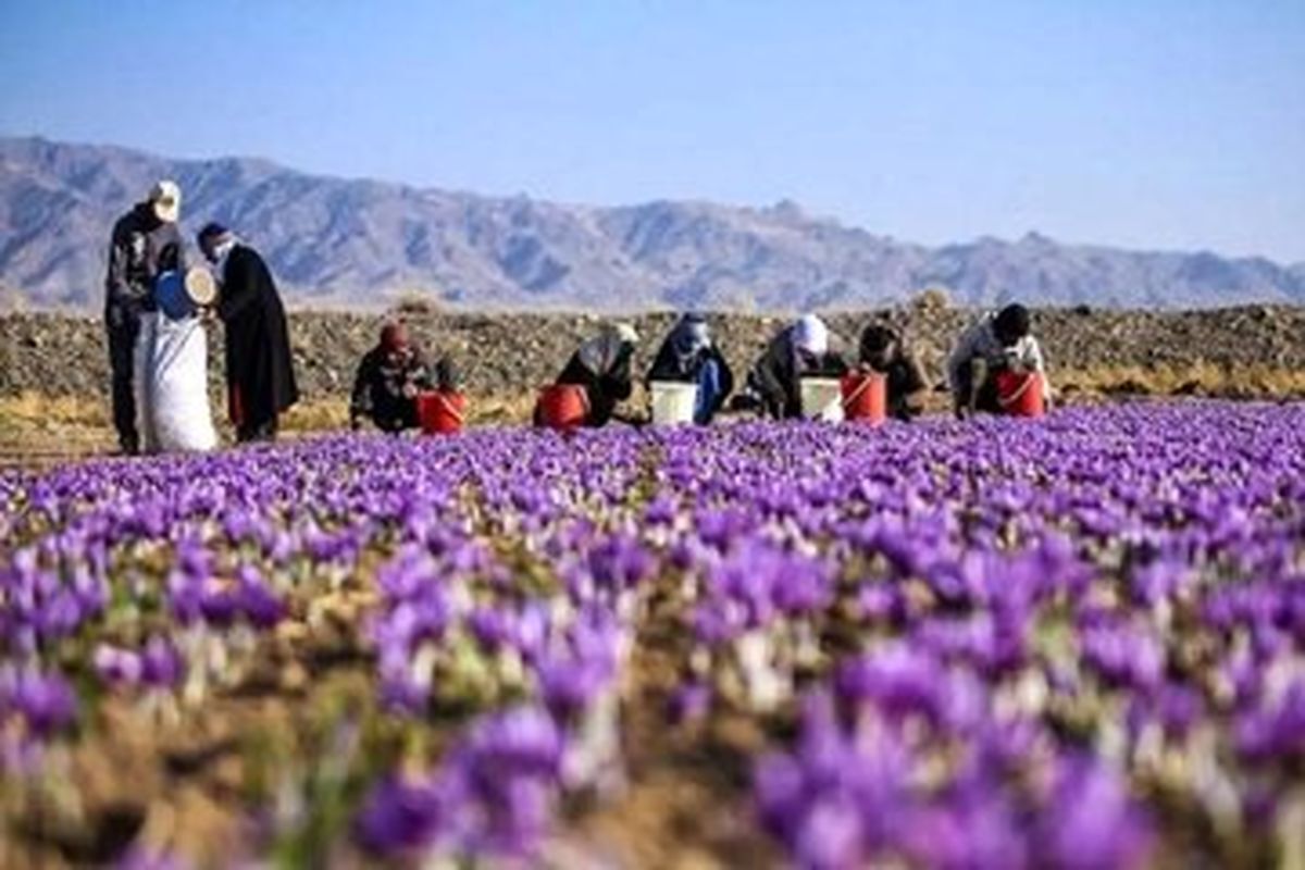 صادرات زعفران کاهش یافت/ قبلا زعفران ایران به نام اسپانیا صادر می‌شد حالا به نام افغانستان
