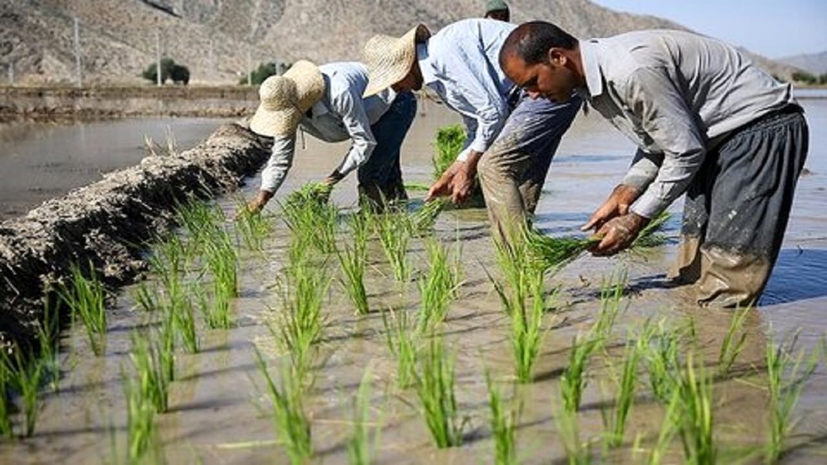 آقای قالیباف! به حضرت عباس انبار‌های ما پر از برنج است/ ویدئو
