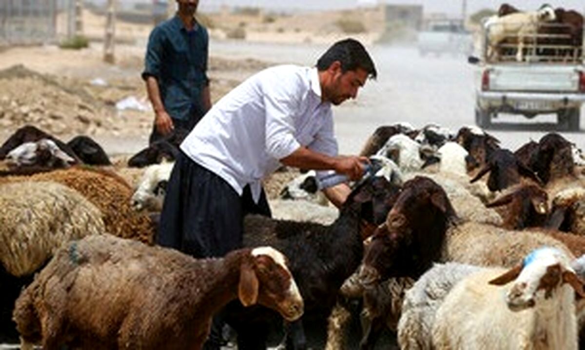 قیمت جدید دام زنده اعلام شد