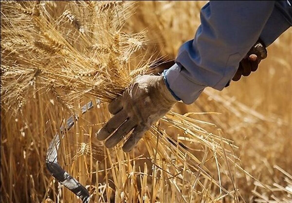 گندم‌کاران حتما بخوانند/ خبر مهم معاون وزیر جهادکشاورزی درباره قیمت گندم
