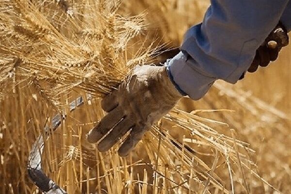 گندمکاران حتما بخوانند/ خبر فوری وزیر جهادکشاورزی درباره پرداخت مطالبات گندمکاران