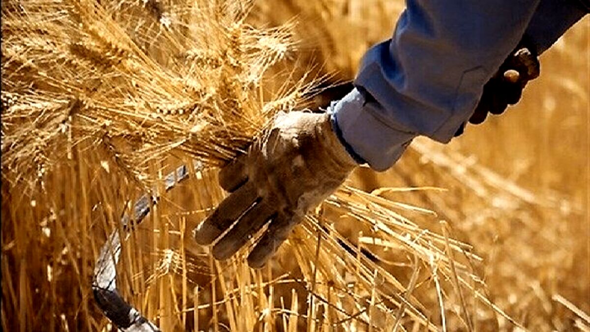 گندمکاران حتما بخوانند/ خبر فوری وزیر جهادکشاورزی درباره پرداخت مطالبات گندمکاران
