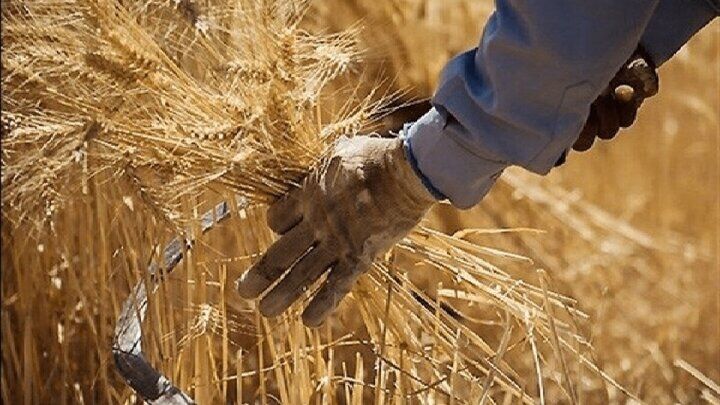 گندمکاران حتما بخوانند/ خبر فوری وزیر جهادکشاورزی درباره پرداخت مطالبات گندمکاران