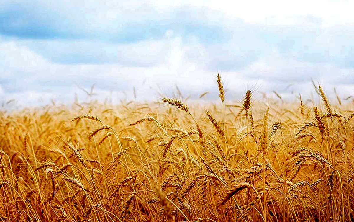 سرکوب سفره غذا