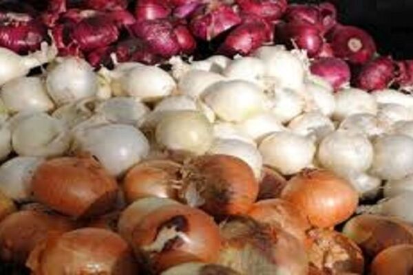 اجرای الگوی کشت راهکار تنظیم بازار پیاز