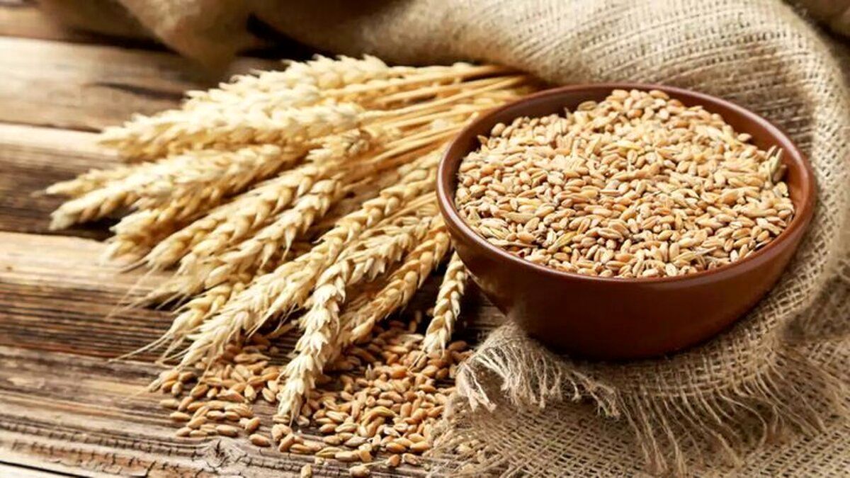 قیمت گندم بالاتر هم می‌رود؟