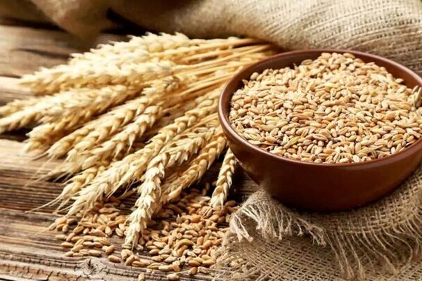قیمت گندم بالاتر هم می‌رود؟