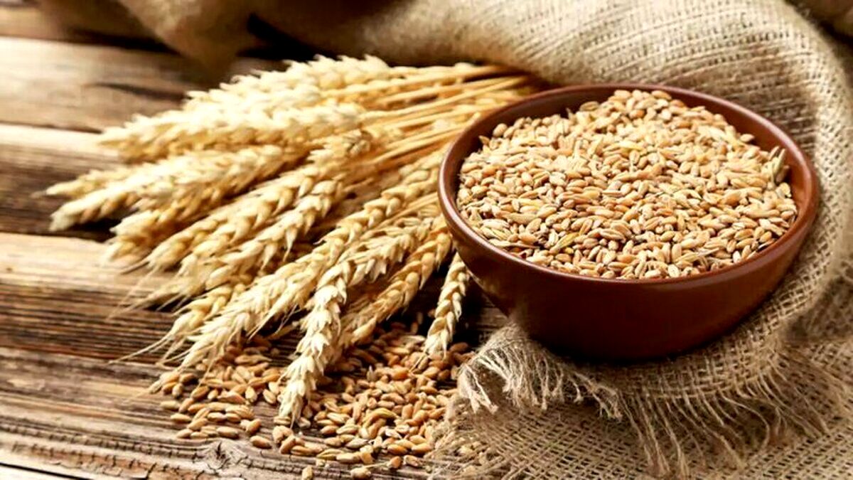 وضعیت ذخایر گندم پاسخگوی نیاز است