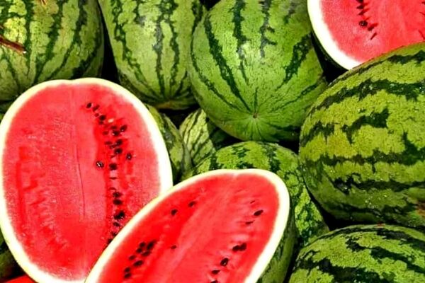 ذوق یک هندوانه‌ فروش در دبی از کیفیت هندوانه‌ های صادراتی ایران