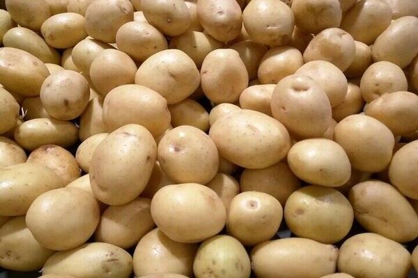 قیمت سیب زمینی وارداتی اعلام شد/ ویدئو