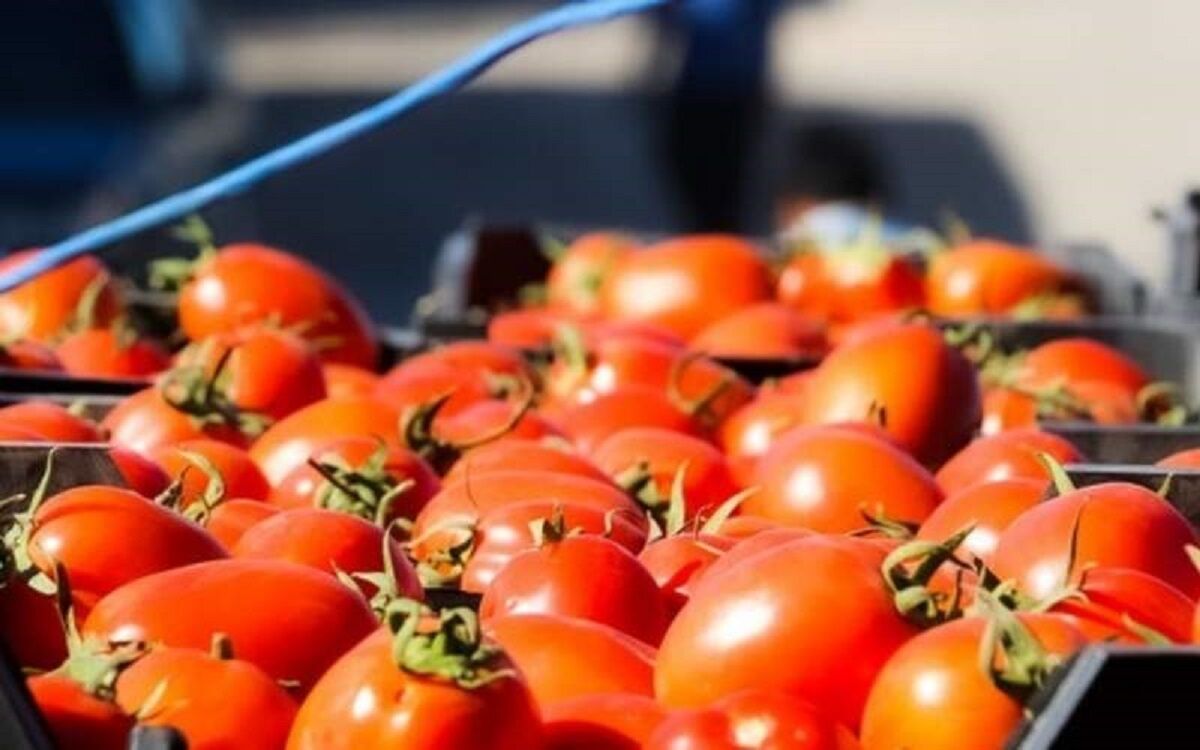 گوجه فرنگی هم گران شد؟ 