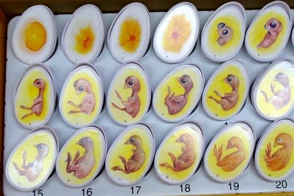 ارز ۲۸۵۰۰ تومانی برنج حذف شد