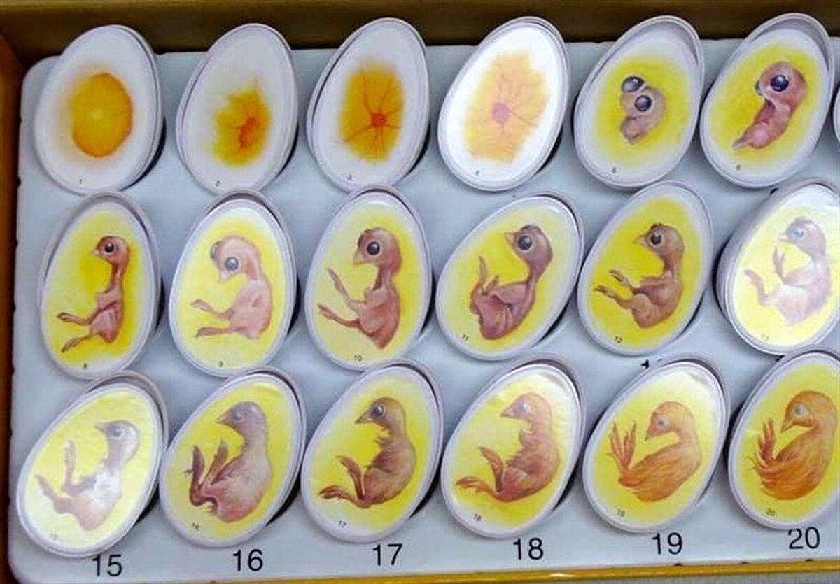 واردات تخم مرغ نطفه دار گوشتی آزاد شد