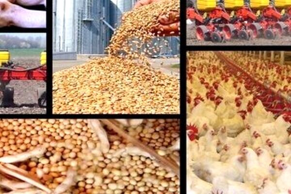 موج جدید جهش قیمت مرغ در راه است؟