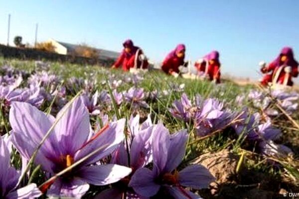 قیمت زعفران کیلویی ۱۰۰ میلیون شد