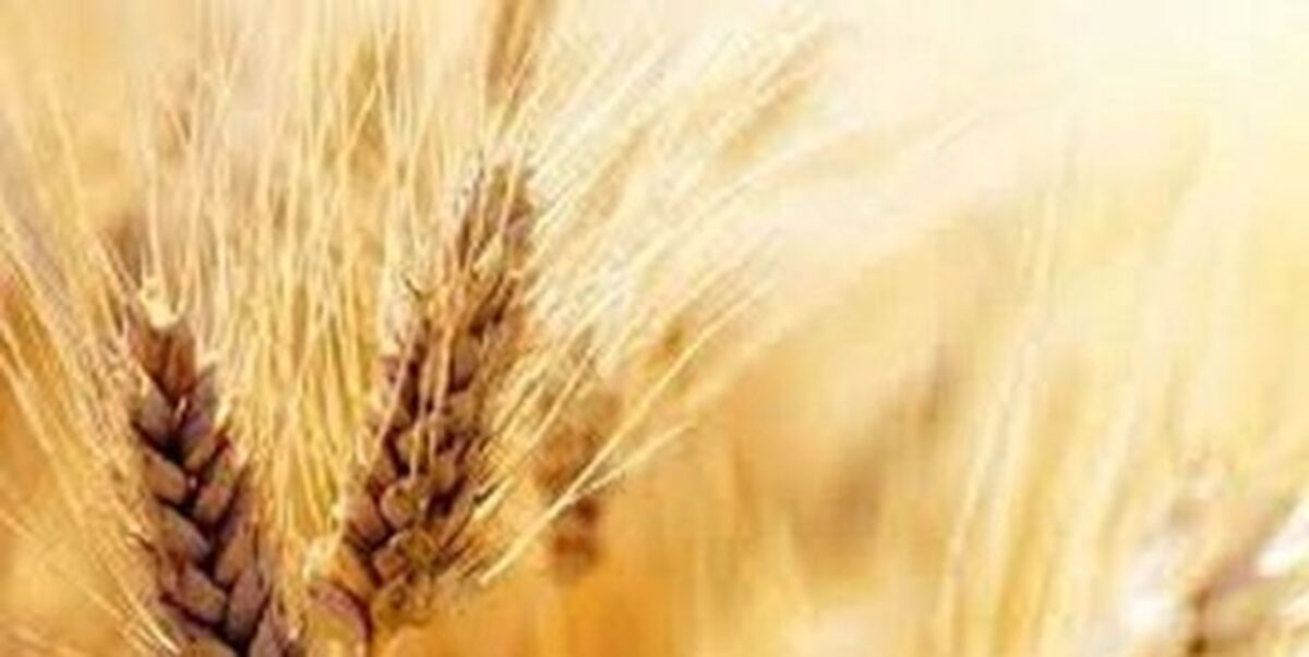 قیمت واقعی گندم اعلام شد
