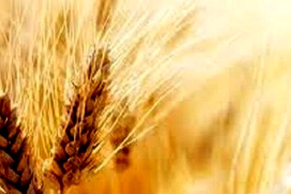 قیمت واقعی گندم اعلام شد