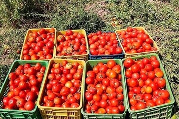 حباب قیمت گوجه‌فرنگی شکسته شد/ جزییات
