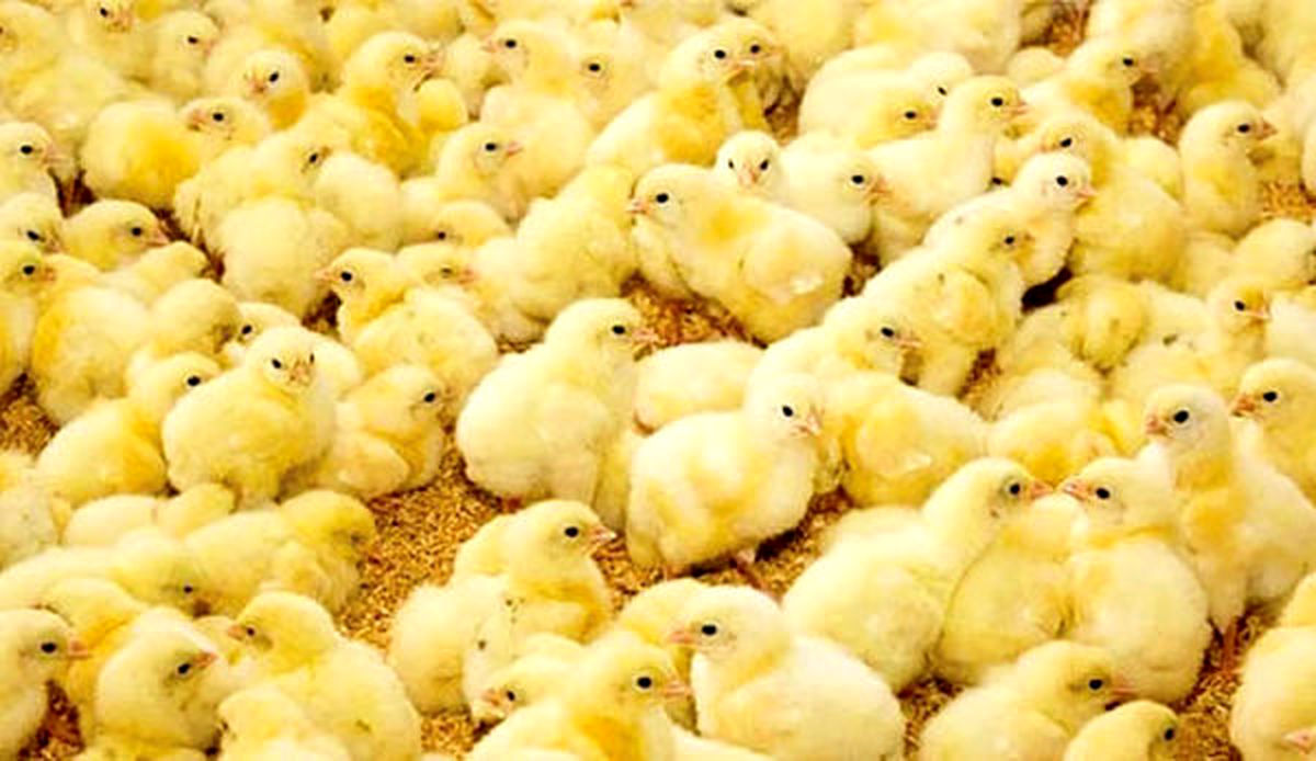 مرغداران مجبور هستند جوجه ها را در چاه بریزند/ ویدئو