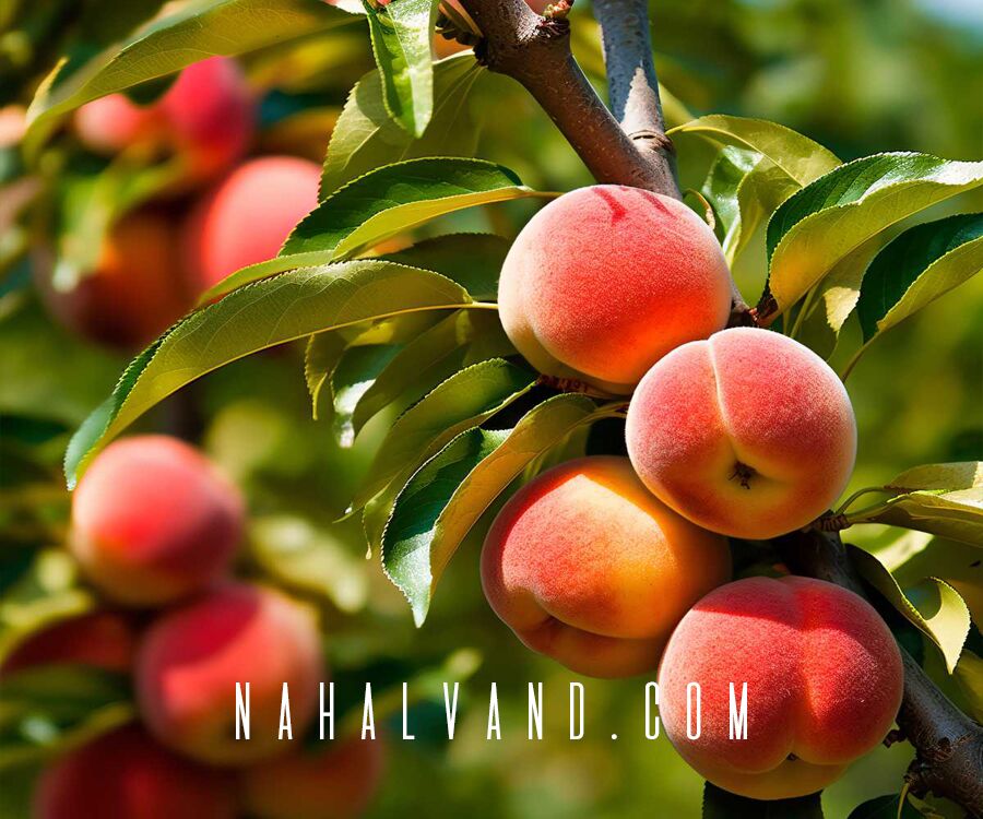 روش جدید سرمایه‌گذاری؛ خرید مستقیم نهال برای سرمایه‌گذاران باهوش