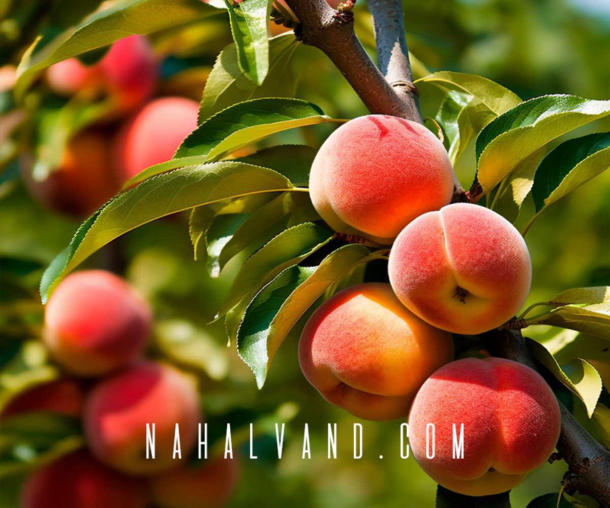 روش جدید سرمایهگذاری؛ خرید مستقیم نهال برای سرمایهگذاران باهوش