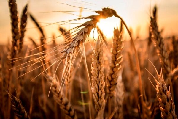 قیمت واقعی گندم چقدر است؟