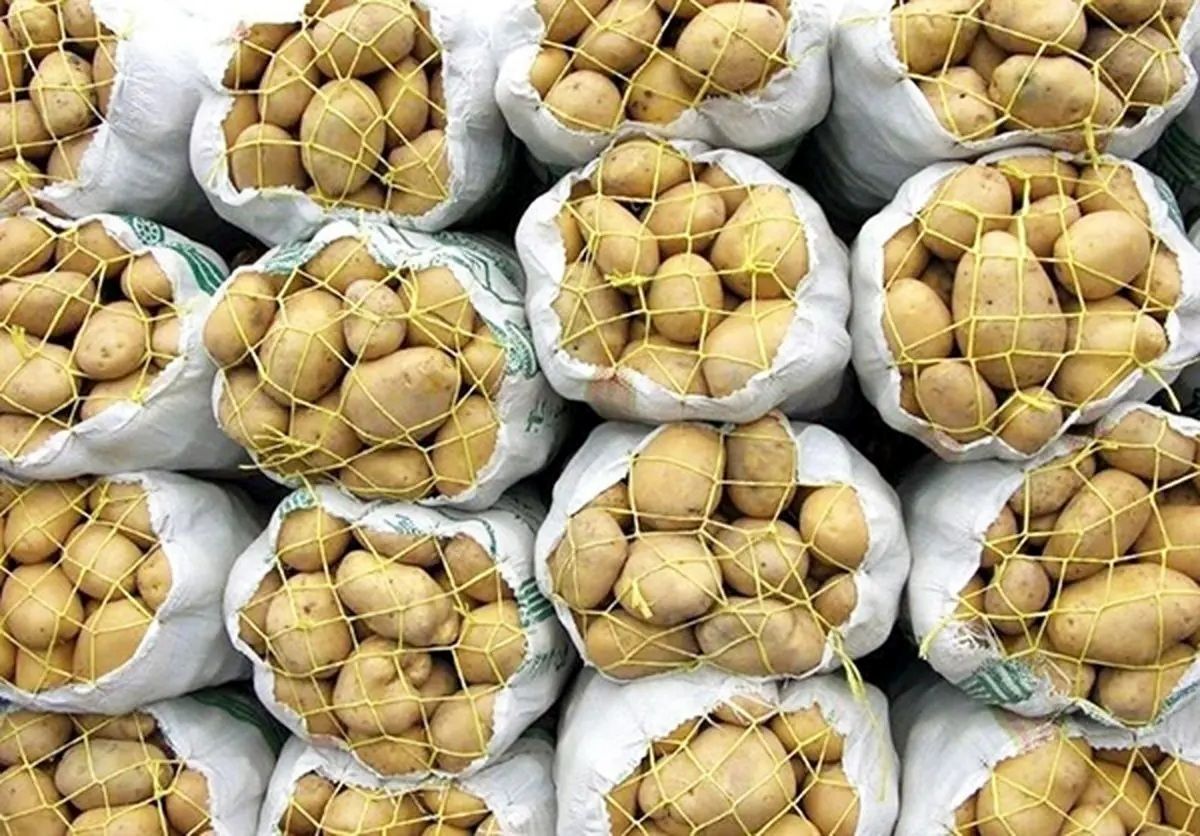 سیب زمینی وارداتی با قیمت ۲۹,۵۰۰ تومان وارد کشور شد
