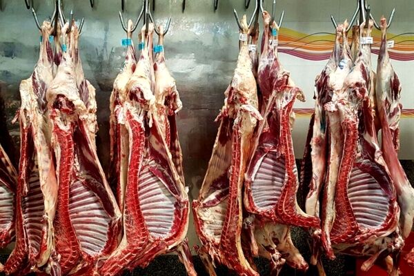 دلایل ادامه توقف عرضه گوشت گرم تنظیم بازاری
