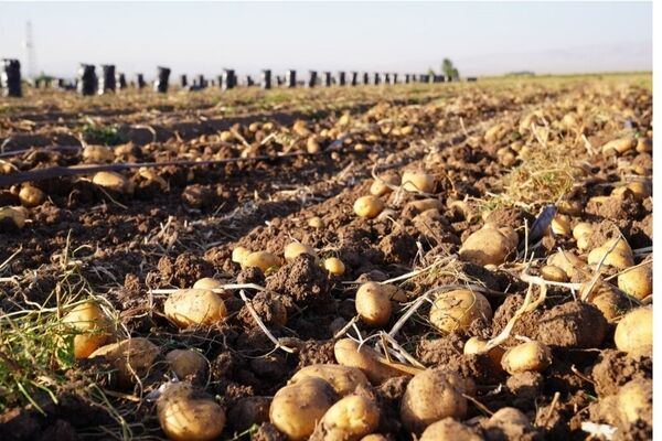 صادرات سیب‌زمینی ممنوع شد