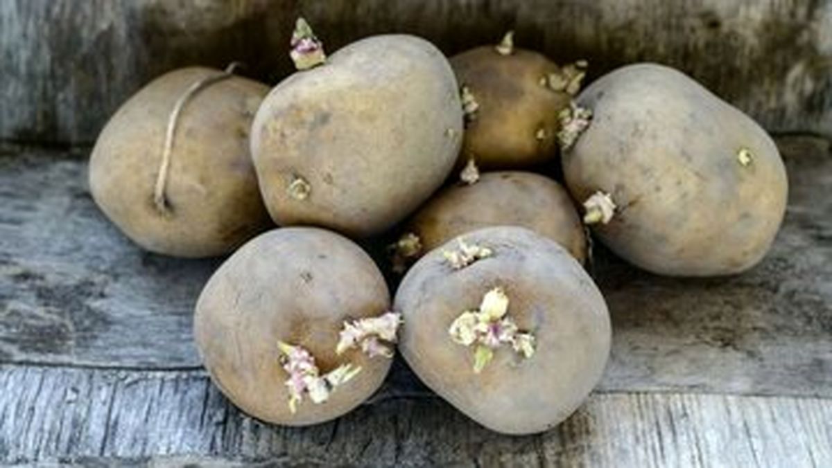 کاهش قیمت سیب زمینی به ۲۹ هزار و ۵۰۰ تومان/ گوشت قرمز را این‌جا ۲۰ درصد ارزان‌تر بخرید


