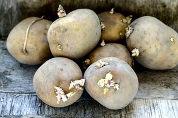 کاهش قیمت سیب زمینی به ۲۹ هزار و ۵۰۰ تومان/ گوشت قرمز را این‌جا ۲۰ درصد ارزان‌تر بخرید


