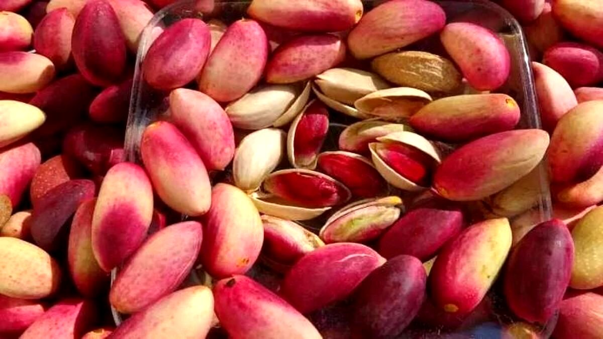 «پسته» قربانی یک باور سنتی شد
