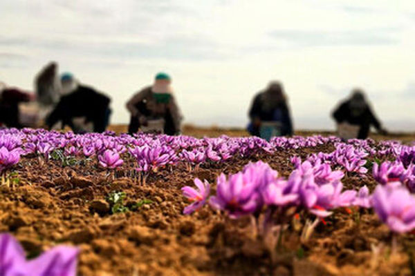 ۶۰۰ میلیارد تومان غرامت در سال زراعی اخیر به کشاورزان پرداخت شد 