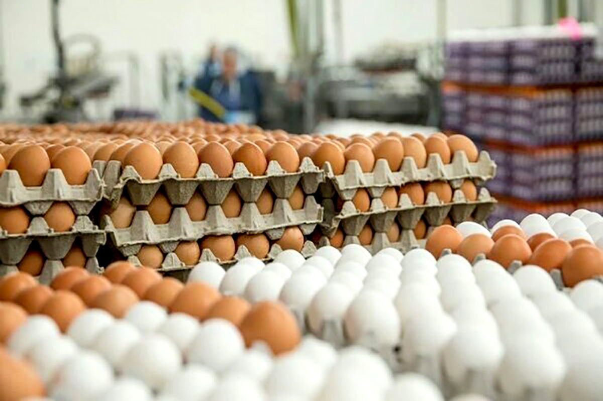تخم‌مرغ ۶۲ درصد گران شد