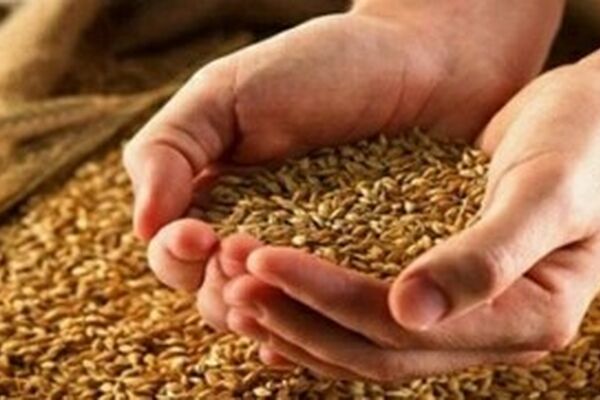 گندم‌کاران حتما بخوانند/ زمان دقیق پرداخت مطالبات گندم‌کاران مشخص شد

