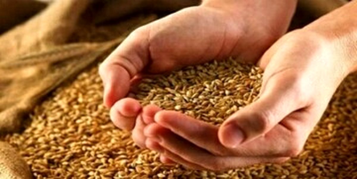 امسال قیمت گندم چه تغییری می‌کند؟