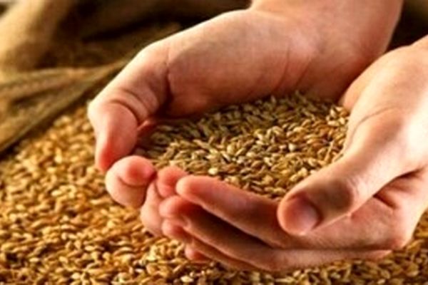 امسال قیمت گندم چه تغییری می‌کند؟