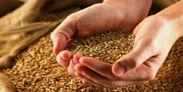 امسال قیمت گندم چه تغییری می‌کند؟