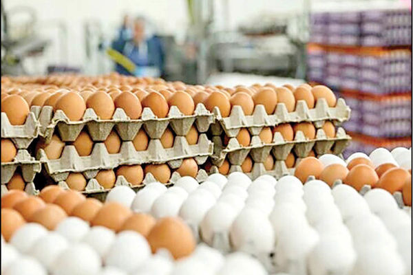 هر شانه تخم مرغ چند؟