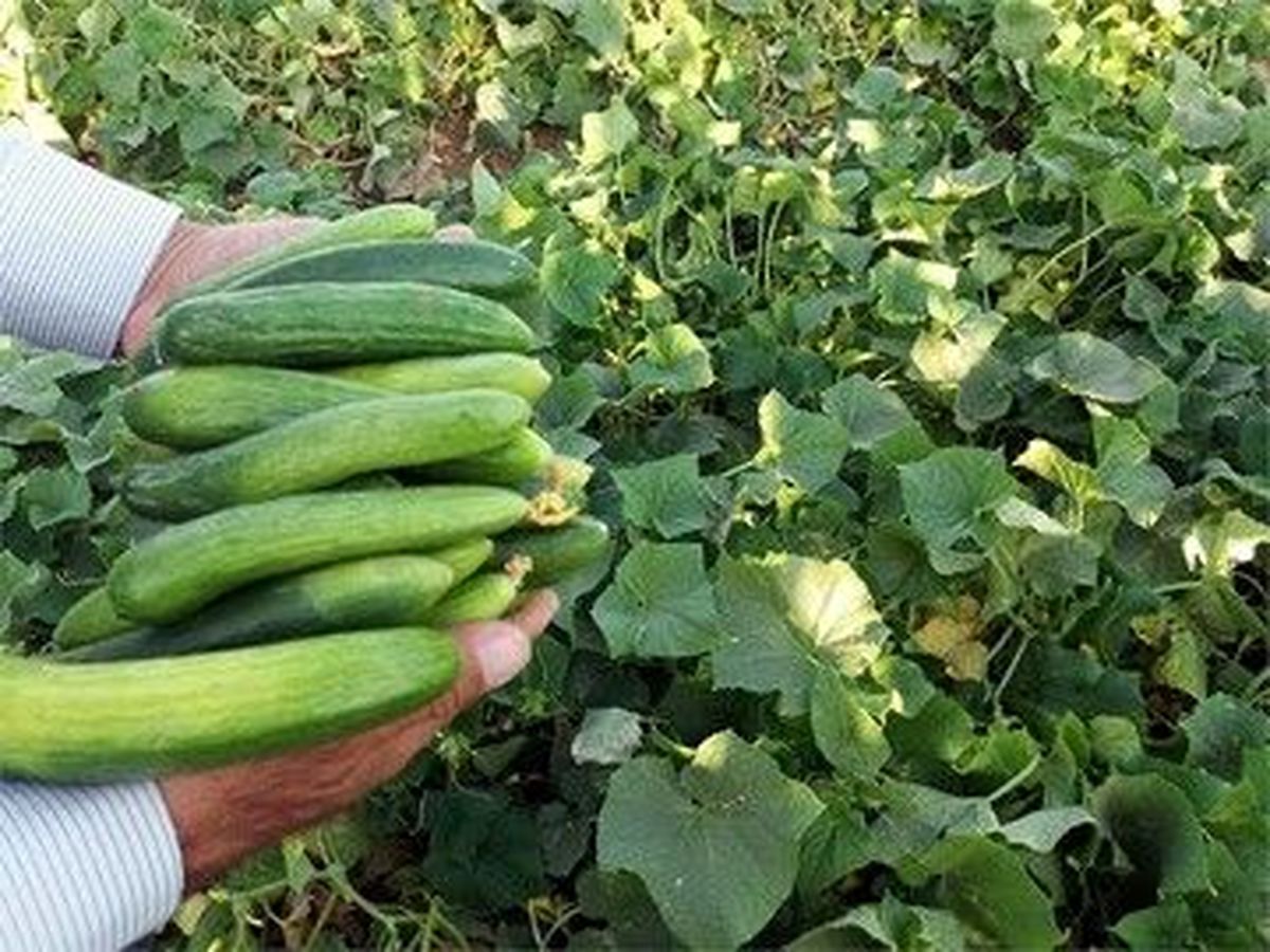 خیار و کاهو چرا کالای لوکس شد؟