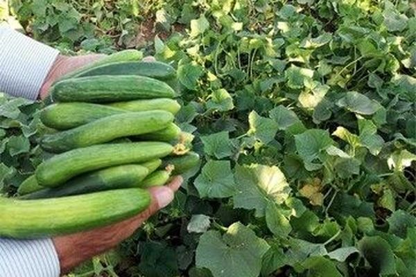 قیمت واقعی گندم اعلام شد