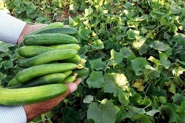 خیار و کاهو چرا کالای لوکس شد؟